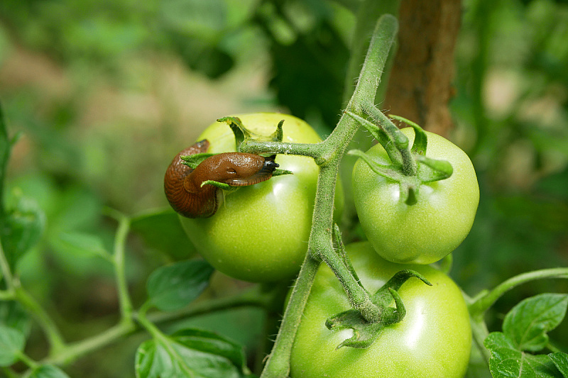 Foto: Shutterstock