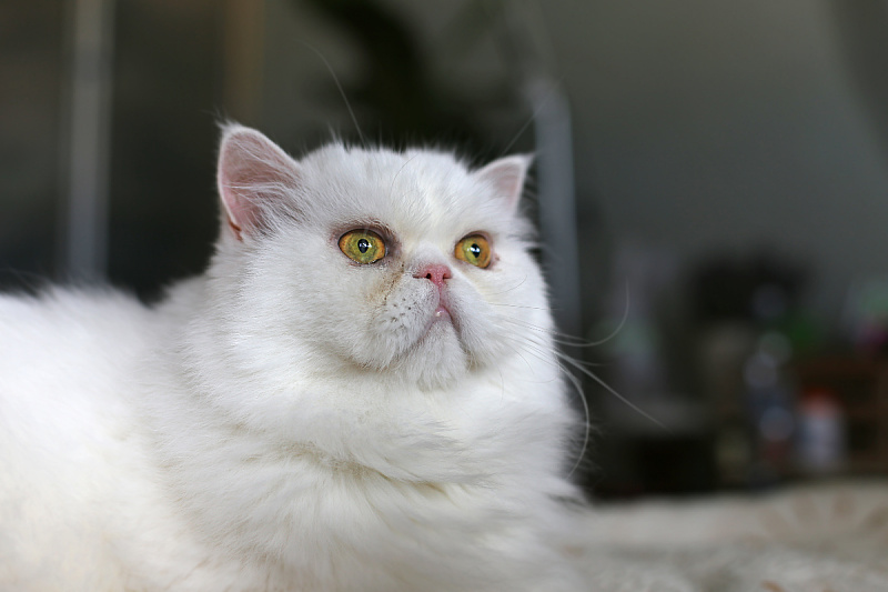 Foto: Shutterstock