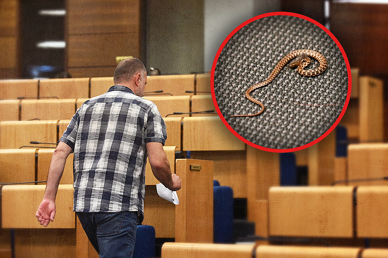 Zmija koja je "prepala" Dom naroda i zaustavila sjednicu (Ilustracija: A.L./Klix.ba)