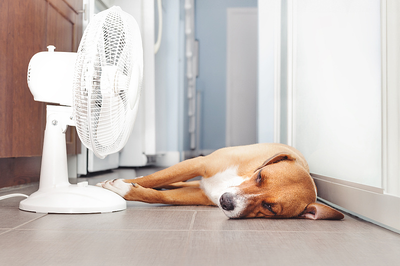 Foto: Shutterstock