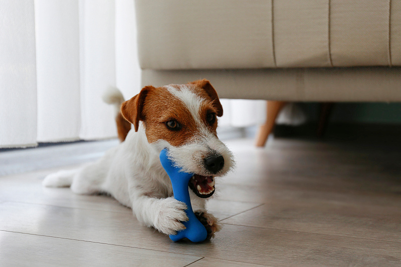 Foto: Shutterstock