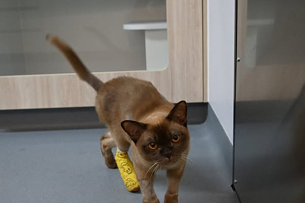 Mačak Pablo (Foto: Sash - Small Animal Specialist Hospital)