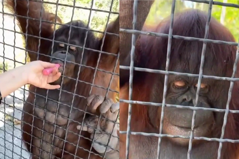 Orangutan izgubio apetit (Foto: Screenshot)