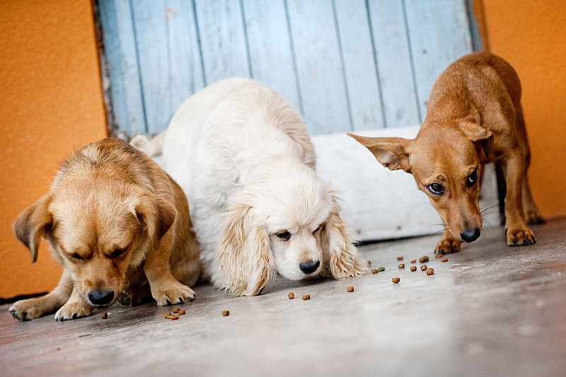 Foto: Shutterstock