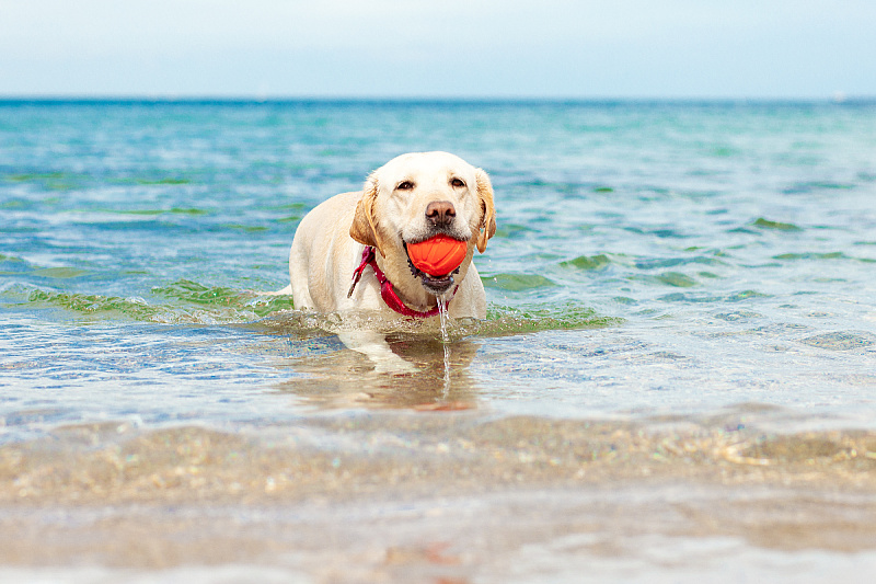 Foto: Shutterstock