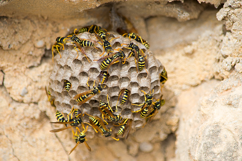 Foto: Shutterstock