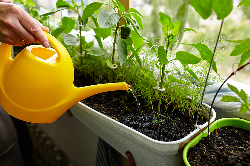 What are the most common mistakes when watering plants and how to avoid them