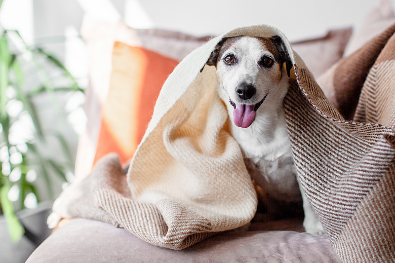Dog breeds that best adapt to apartment living