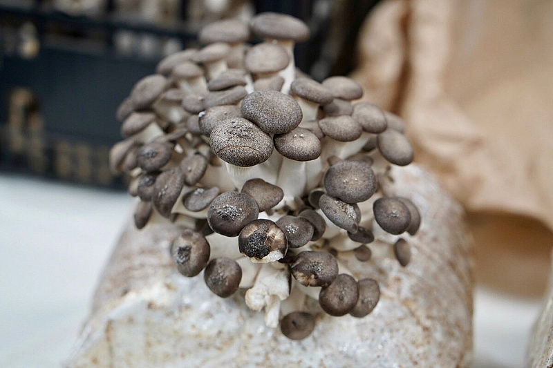 A workshop on medicinal mushrooms was held at the Faculty of Agriculture and Food Sciences in Sarajevo.