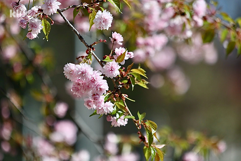 Today is sunny throughout all of Bosnia and Herzegovina, with temperatures reaching up to 20 degrees.