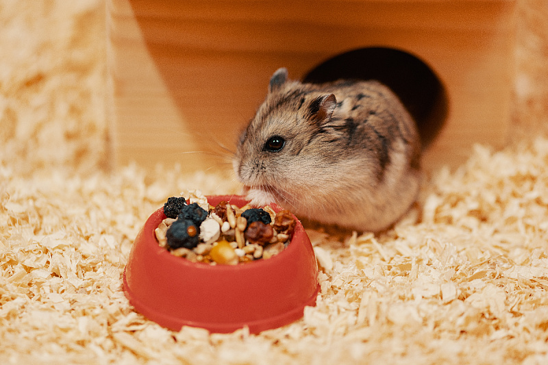 From pelleted granules to fresh fruits and vegetables: What hamsters are actually allowed to eat
