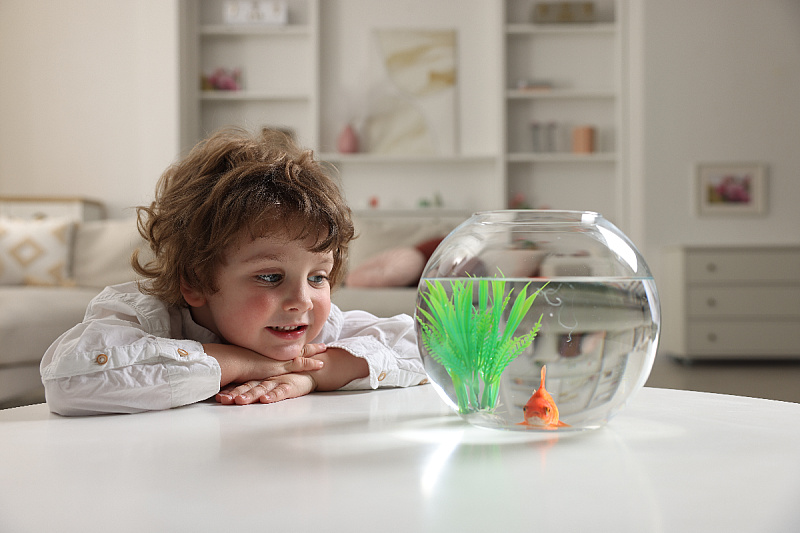 Simple choice or hidden obligation: Are goldfish the ideal first pet?
