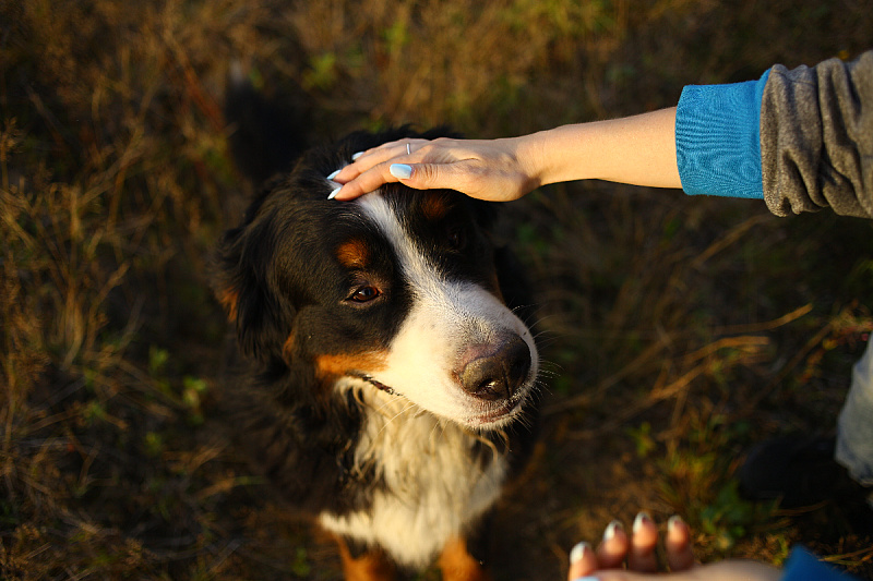 Changes in dog behavior that indicate they are unhappy