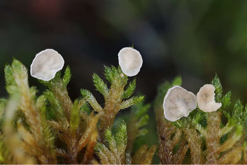 Extremely rare species of fungi discovered in U Blagaju, recorded in only a few countries in Europe.
