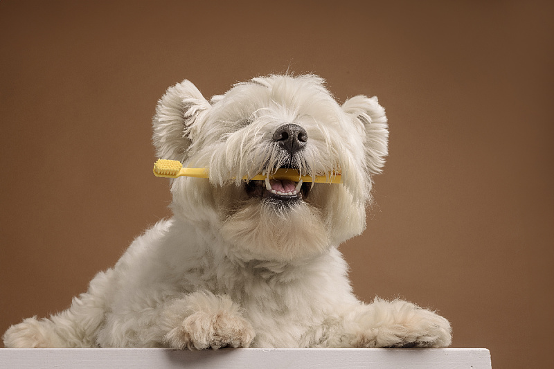 Protect Your Pet: How to Recognize the First Symptoms of Dental Disease in Dogs