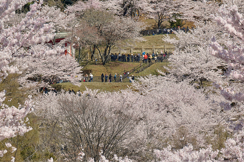 A Japanese town at the foot of Mount Fuji is flooded with tourists, lining up for the best photo opportunity.