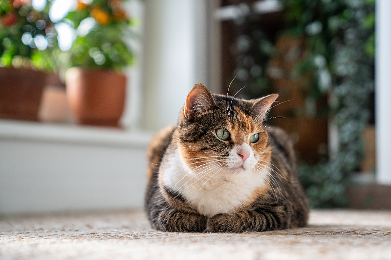 What you need to know about cat sterilization: Benefits, procedure, and recovery after the surgery