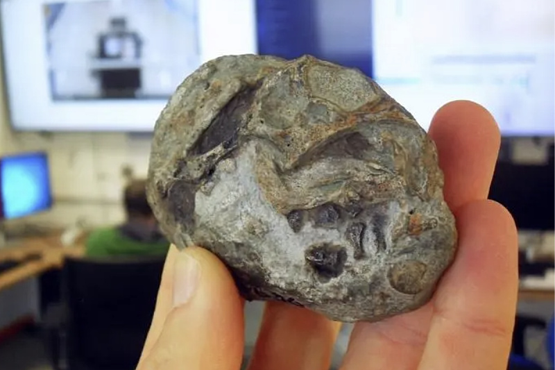 Paleontologists have identified a 250-million-year-old fossil egg of a mammalian ancestor.