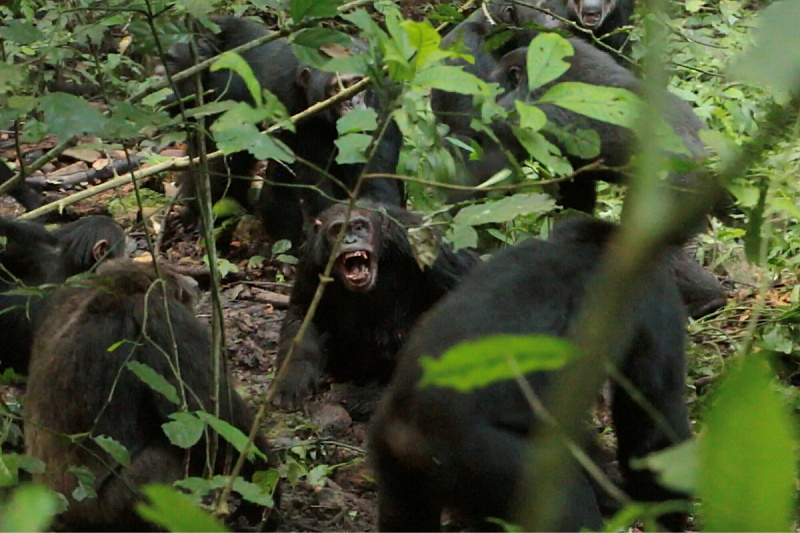 How the "civil war" among chimpanzees in Uganda came about: At least 24 primates killed
