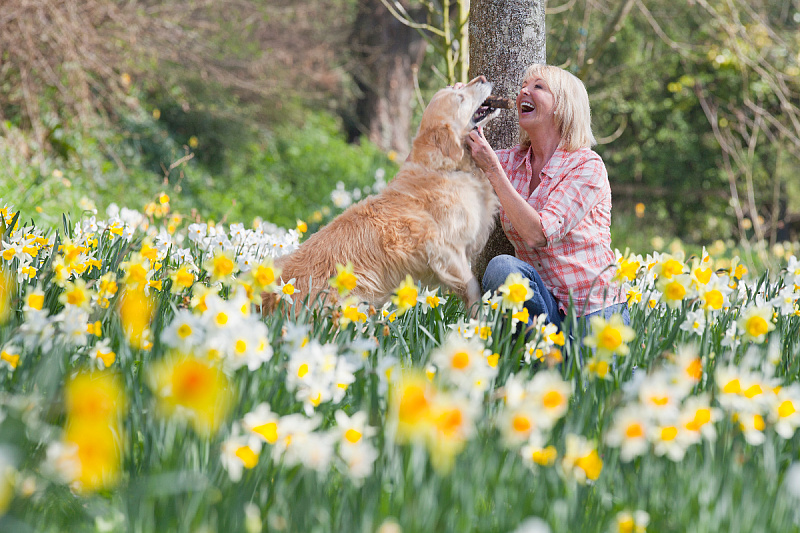 Why are daffodils particularly dangerous for dogs in the spring season?