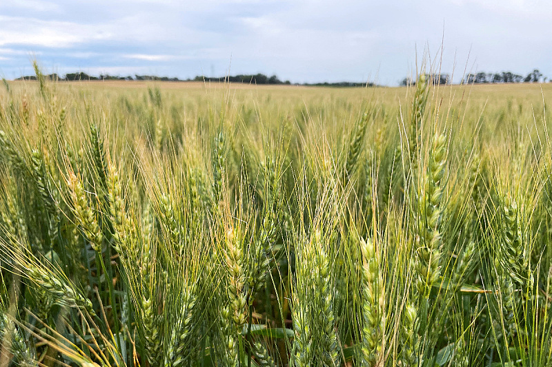 Russia proposes joint BRICS food commodity reserves due to the Middle East crisis.