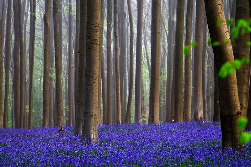 Every spring, the forest near Brussels transforms into an oasis of purple color: See the surreal scenes.