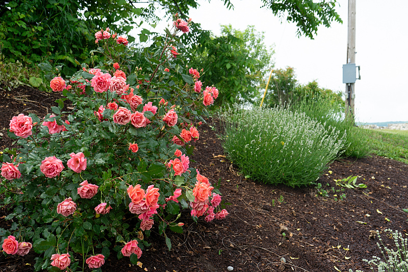 You should never plant these plants next to roses: They can negatively affect their growth and flowering.
