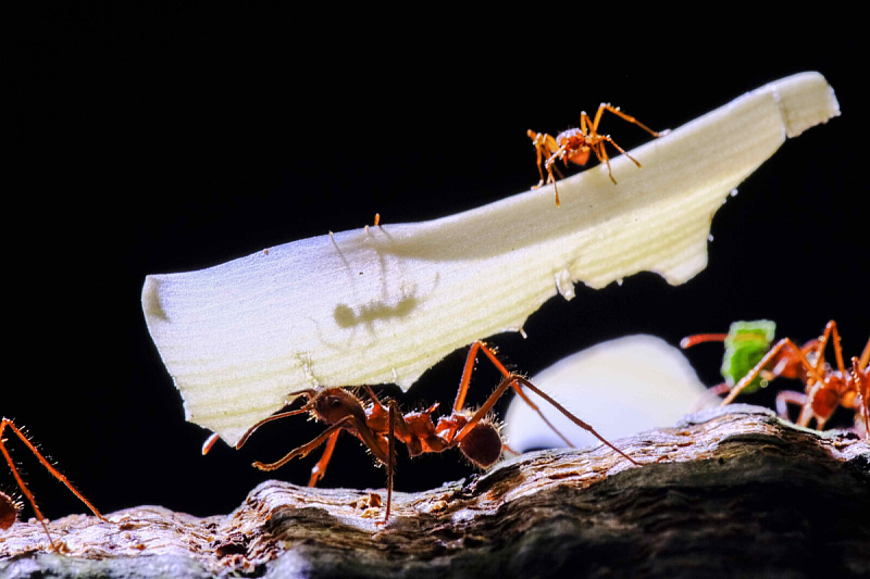 A Chinese citizen attempted to smuggle 2,000 ants from Kenya and was sentenced to one year in prison.