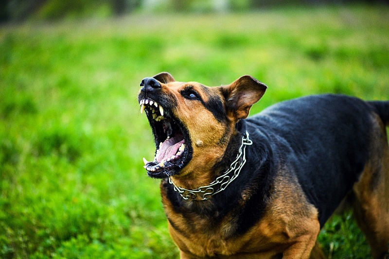 Chile eliminates dog-transmitted rabies in first for South America