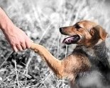 Stop ugrizu: Vlast u Zenici se ponaša kao da problem pasa ne postoji