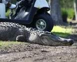 Aligator prekinuo golferski turnir
