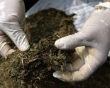 Hrvatska: Kod državljanina BiH nađeno 10,5 kilograma marihuane
