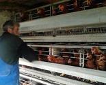 Počela s radom prva Pomozi.ba farma jaja za socijalno ugrožene