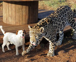 Jaguar i pas nerazdvojni prijatelji