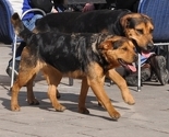 Akcija uklanjanja pasa lutalica u općini Novi Grad