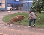 Pomahnitala koza ruši sve pred sobom