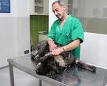 Prvog dana masovne besplatne sterilizacije obrađeno 18 pasa
