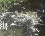 Povećane koncentracije fenola i mangana uzrok katastrofe na Usori