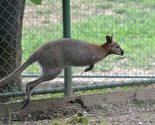 Klokani, alpake, guanaco i patagonski zečevi novi stanovnici Pionirske doline