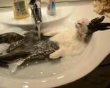 Zec Cloody zaista zna uživati