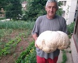 Hadžići: Čuvajući koze pronašao ogromnu gljivu tešku 4,15 kilograma