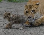 U Rusiji rođene jedinstvene bebe liligera