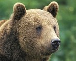 Medvjed napao čuvare koji su ga spasili