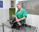 Završena prva masovna sterilizacija pasa na Balkanu
