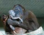 Dirljivi momenat: Majčinska ljubav orangutana kada ugleda svoju bebu