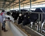 Još se čeka na izvoz mlijeka i roba animalnog porijekla u Hrvatsku