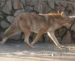Vuk dječaku odgrizao pola prsta u beogradskom Zoo vrtu