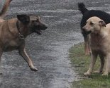 Bugojno: Psi lutalice rastrgali petero janjadi