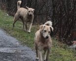 Šukalo: Građani strahuju od pasa lutalica kojih je sve više