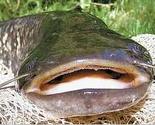 Brčak ulovio soma teškog 37 kilograma